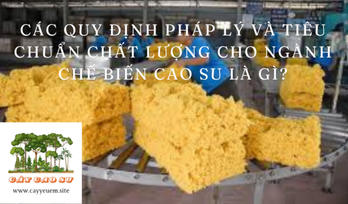 Các quy định pháp lý và tiêu chuẩn chất lượng cho ngành chế biến cao su là gì?