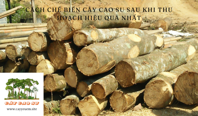 Cách chế biến cây cao su sau khi thu hoạch hiệu quả nhất