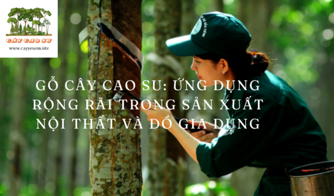 Gỗ cây cao su: Ứng dụng rộng rãi trong sản xuất nội thất và đồ gia dụng