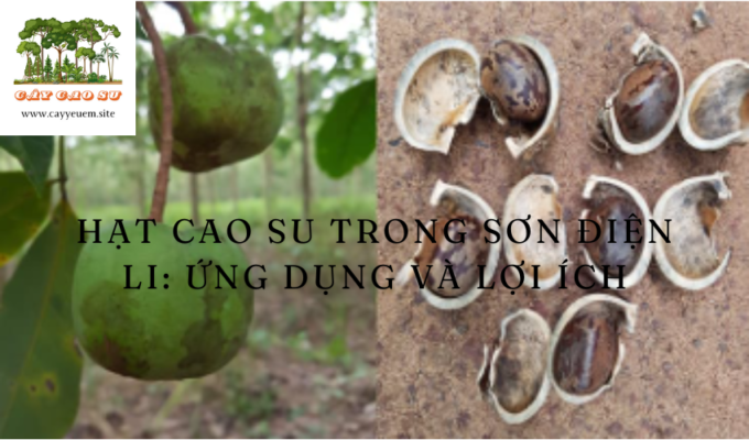 Hạt cao su trong sơn điện li: Ứng dụng và lợi ích