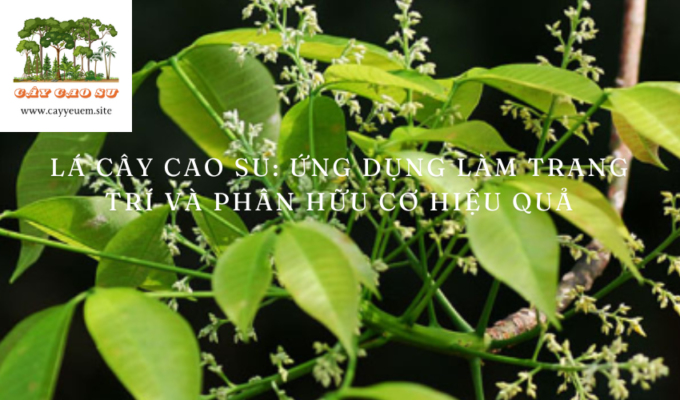 Lá cây cao su: Ứng dụng làm trang trí và phân hữu cơ hiệu quả