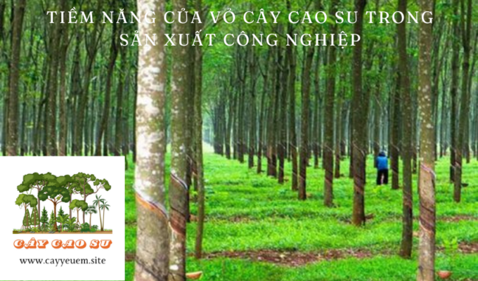 Tiềm năng của vỏ cây cao su trong sản xuất công nghiệp