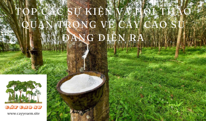 Top các sự kiện và hội thảo quan trọng về cây cao su đang diễn ra