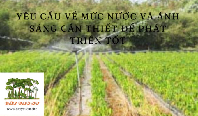 Yêu cầu về mức nước và ánh sáng cần thiết để phát triển tốt