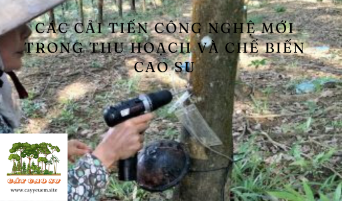 Các cải tiến công nghệ mới trong thu hoạch và chế biến cao su