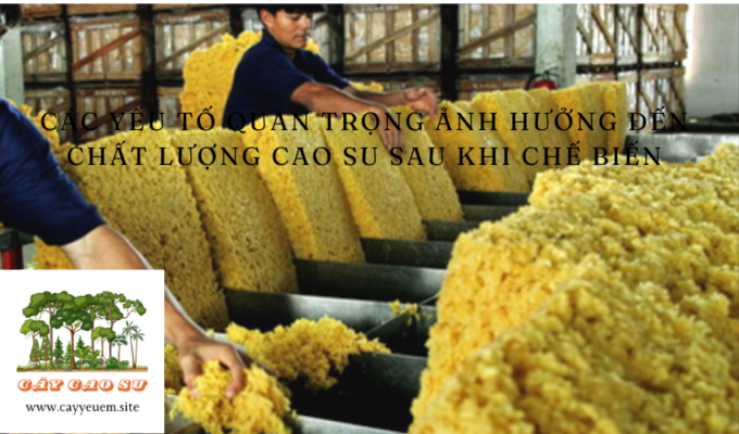 Các yếu tố quan trọng ảnh hưởng đến chất lượng cao su sau khi chế biến