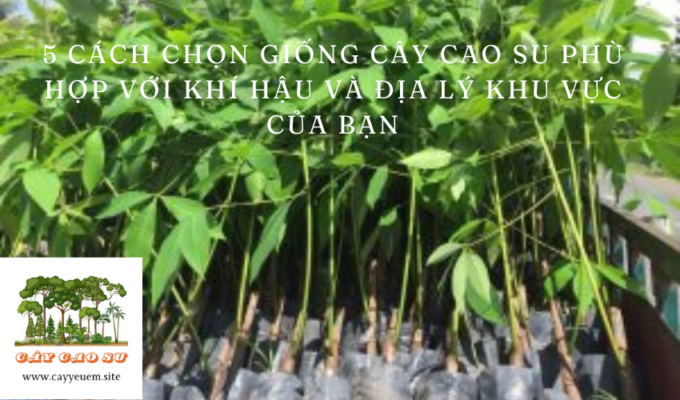 5 cách chọn giống cây cao su phù hợp với khí hậu và địa lý khu vực của bạn