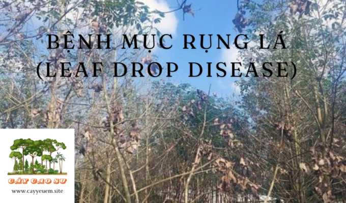 Bệnh mục rụng lá (Leaf Drop Disease)