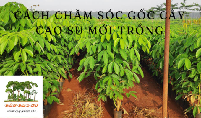 Cách chăm sóc gốc cây Cao Su mới trồng