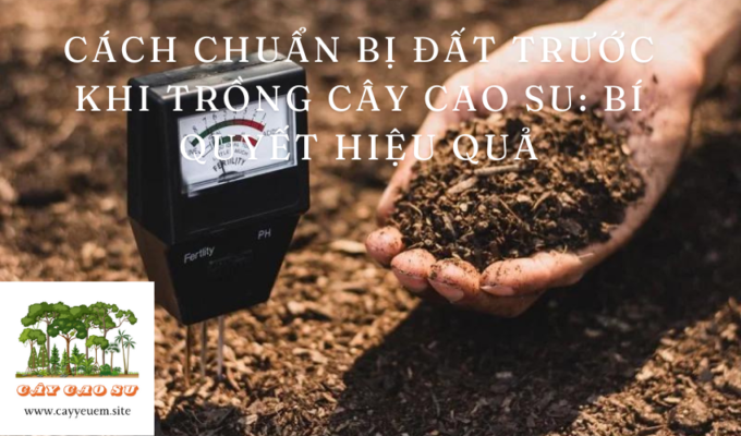 Cách chuẩn bị đất trước khi trồng cây cao su: Bí quyết hiệu quả