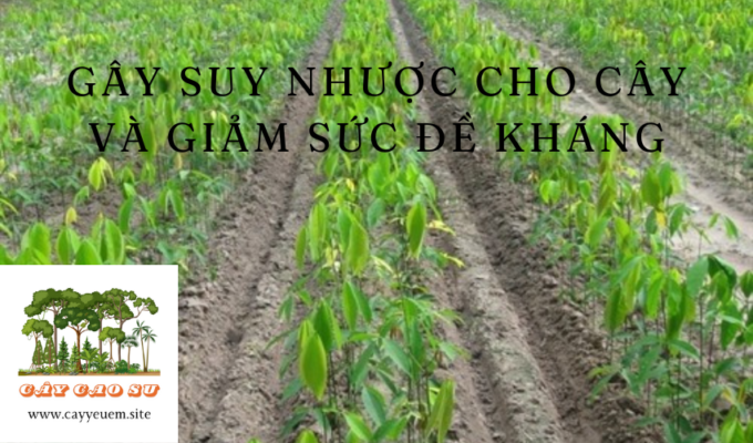 Gây suy nhược cho cây và giảm sức đề kháng