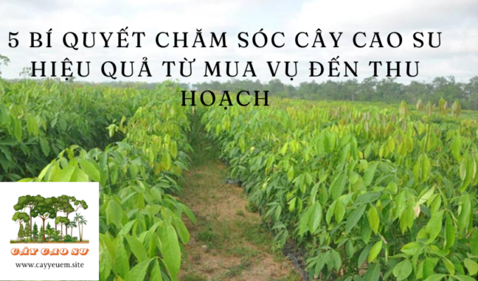 5 Bí Quyết Chăm Sóc Cây Cao Su Hiệu Quả Từ Mua Vụ Đến Thu Hoạch