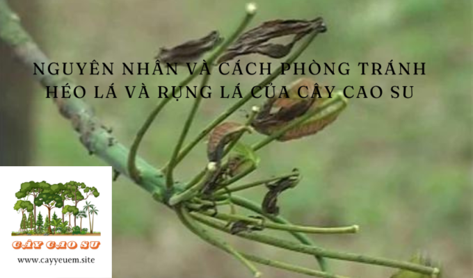 Nguyên nhân và cách phòng tránh héo lá và rụng lá của cây cao su