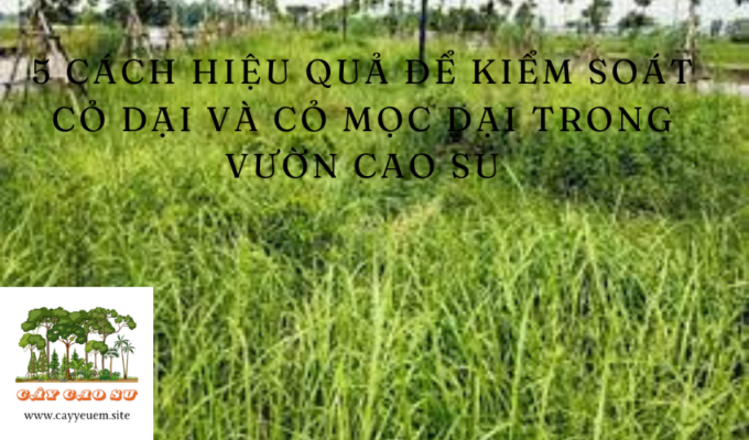 5 cách hiệu quả để kiểm soát cỏ dại và cỏ mọc dại trong vườn cao su