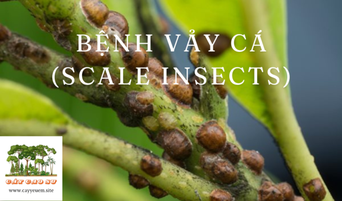 Bệnh vảy cá (Scale Insects)