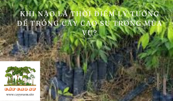 Khi nào là thời điểm lý tưởng để trồng cây cao su trong mùa vụ?