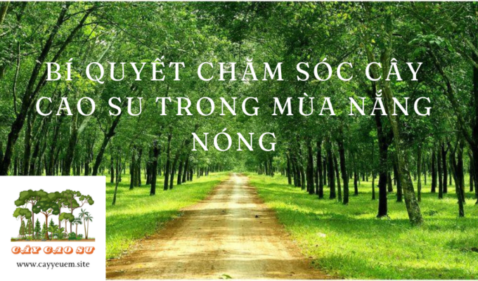 Bí quyết chăm sóc cây Cao Su trong mùa nắng nóng