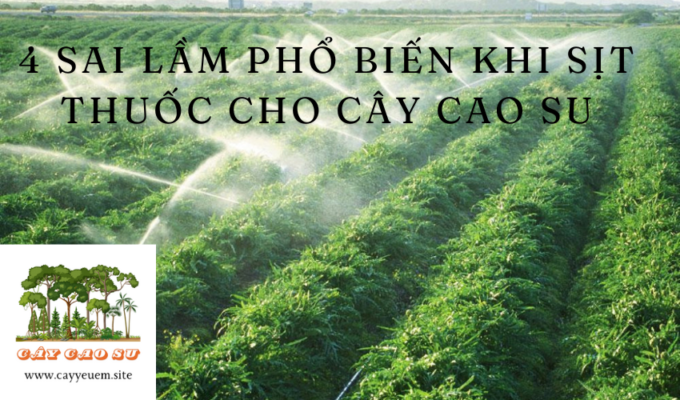 4 sai lầm phổ biến khi sịt thuốc cho cây Cao Su