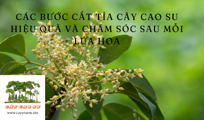 Các bước cắt tỉa cây Cao Su hiệu quả và chăm sóc sau mỗi lứa hoa