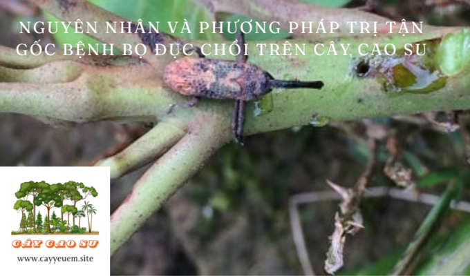 Nguyên nhân và phương pháp trị tận gốc bệnh bọ đục chồi trên cây Cao Su